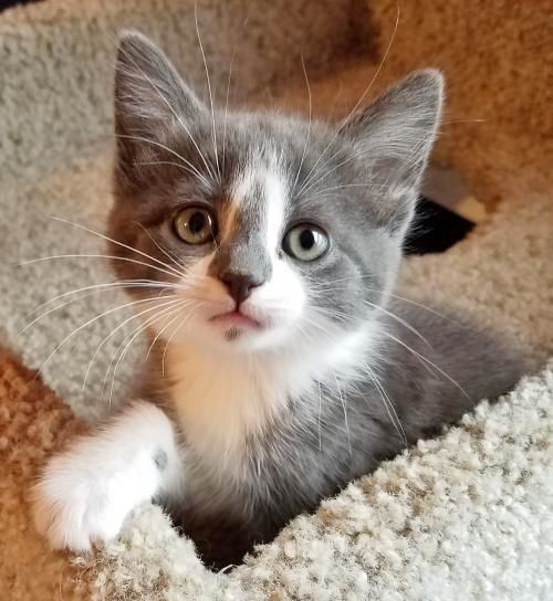 PetConnect Rescue - Darling Lucille1.jpg